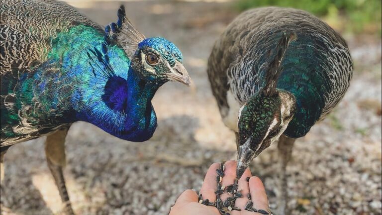 Guía de Compra: Productos para el Cuidado de Mascotas en Puerto Real