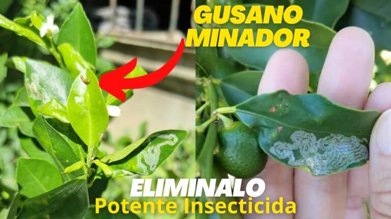 Soluciones a Problemas con el Casero en Chipiona