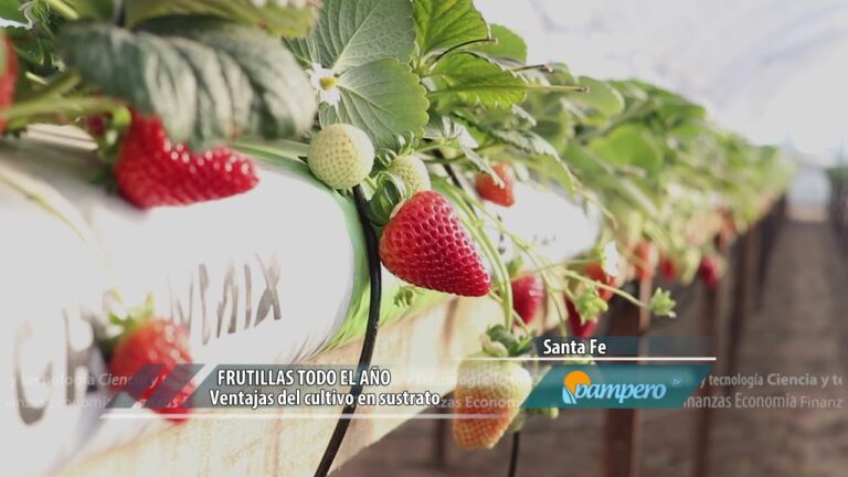 Guía de Compra de Productos para Cultivo Hidropónico en El Puerto de Santa María