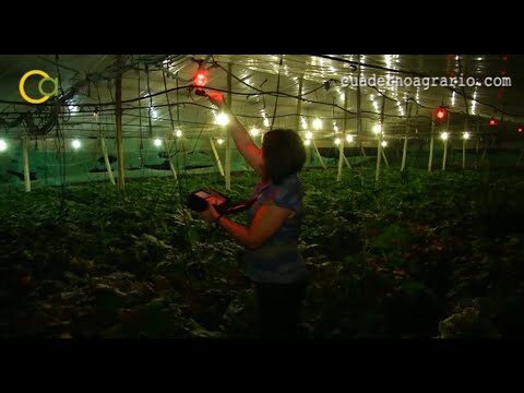 Gu&iacute;a de compra de productos para cultivo hidrop&oacute;nico en Chipiona