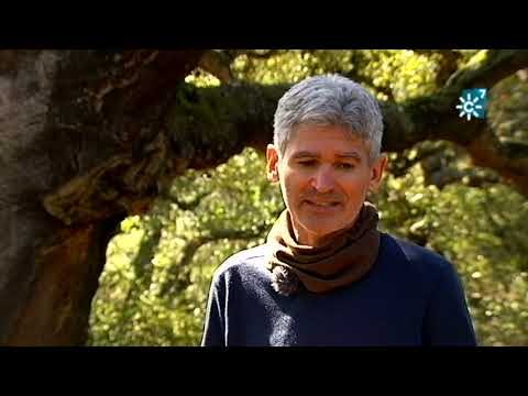 Zonas con Mayor Densidad de &Aacute;rboles en Chiclana de la Frontera