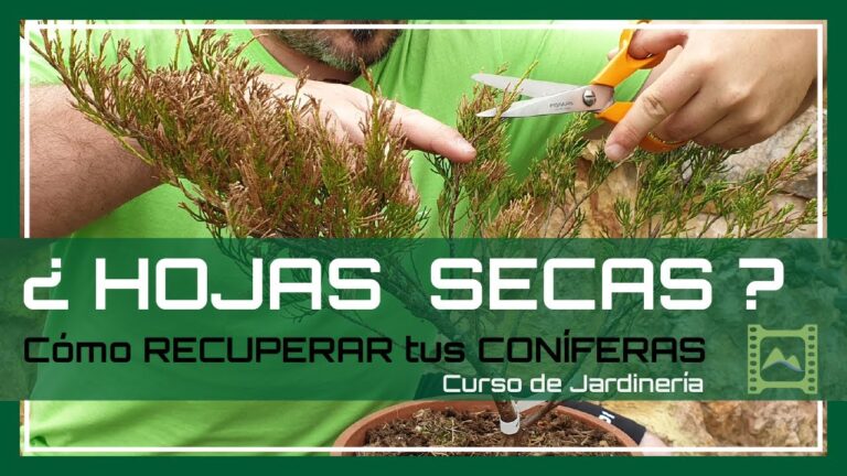 Zonas con Mayor Densidad de &Aacute;rboles en Rota